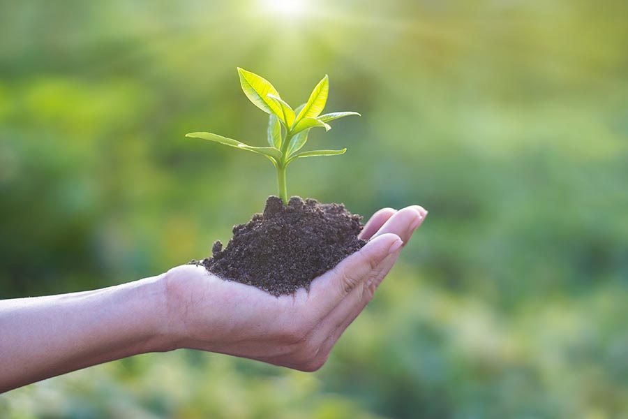 Going Green - Hands Holding Young Plant With Soil, Signifying Efforts To Protect the Environment